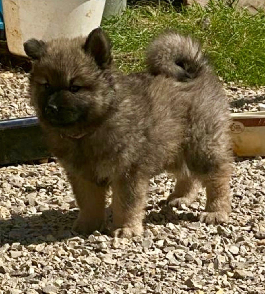 Des Sept Tours - Chiot disponible  - Eurasier